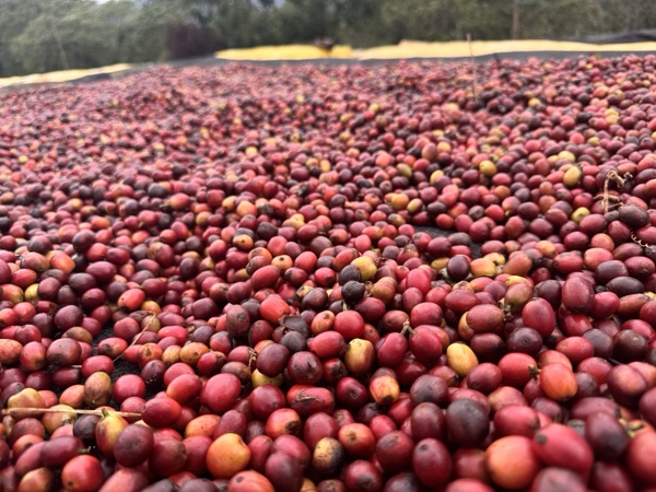 Close-up of coffee cherries drying on raised beds