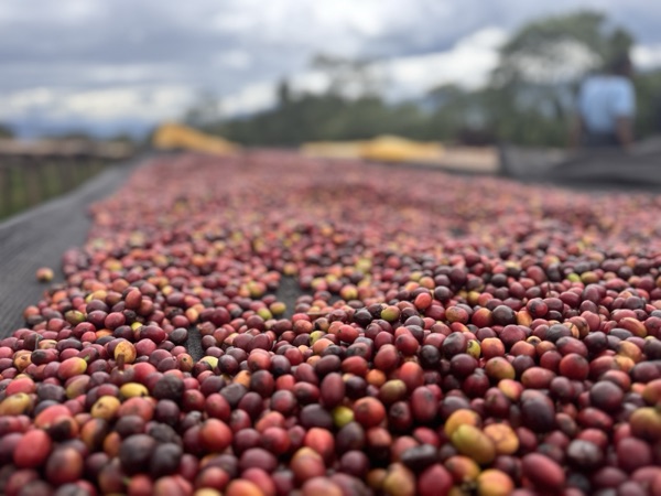 Sidamo raised drying beds covered in red coffee cherries