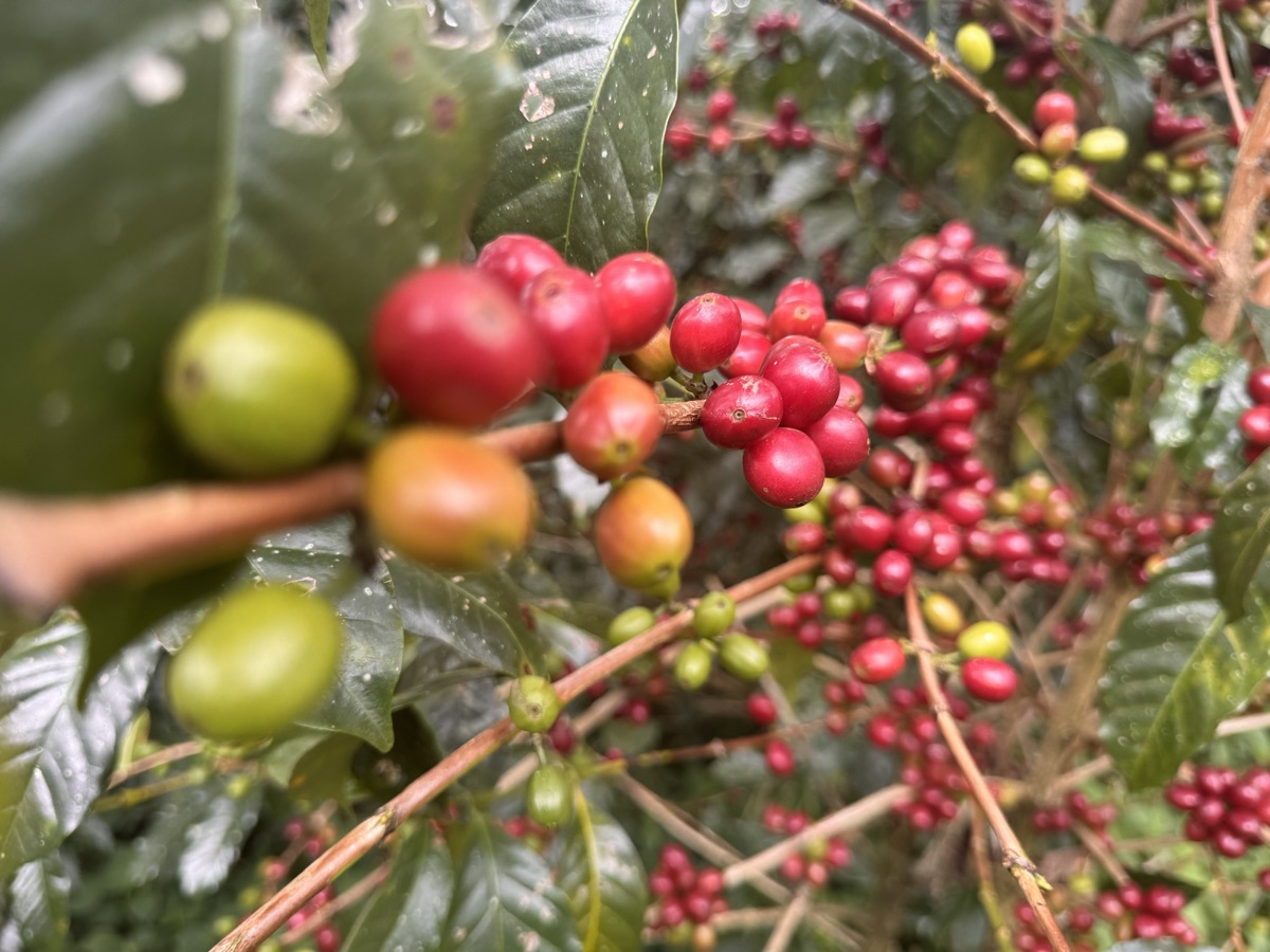 Ripe red and green coffee cherries on the branch in Guji Hambela