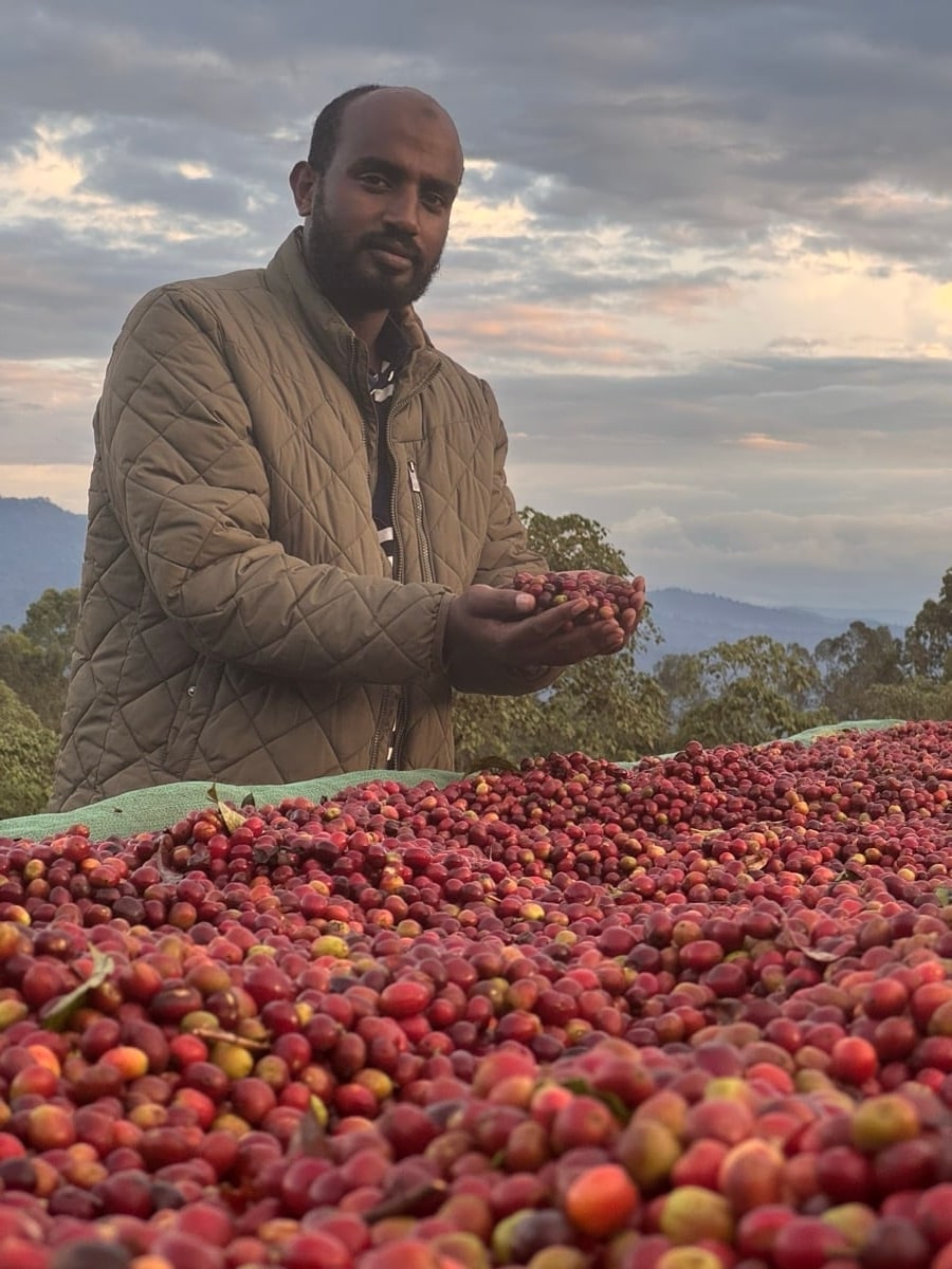 EIDHAK processor holding freshly picked red coffee cherries at sunset