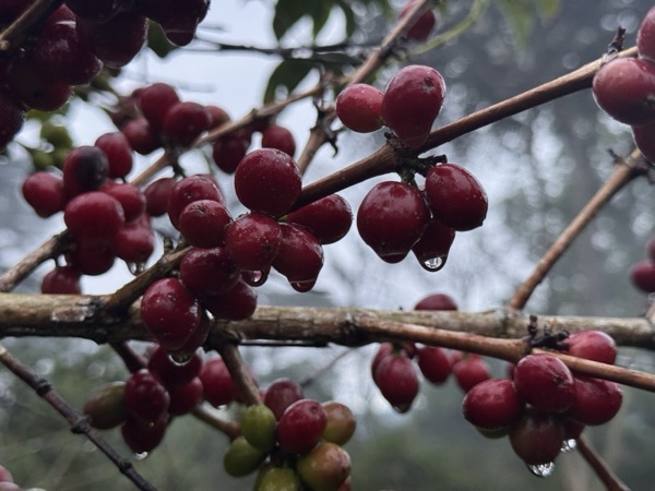 Red coffee cherries with morning droplets in Guji