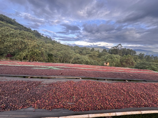 Raised drying beds of natural-process cherries at dawn in the Sidama highlands