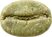 Green coffee bean